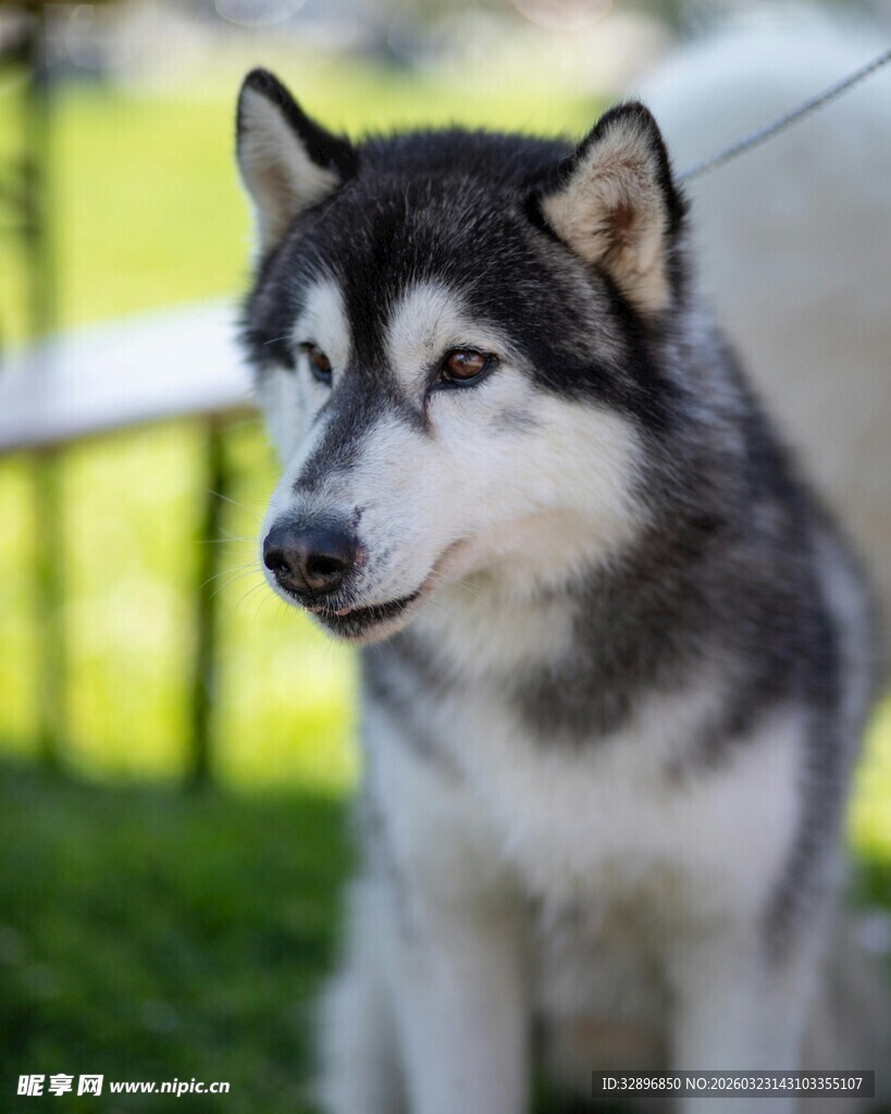 可爱哈士奇户外静立