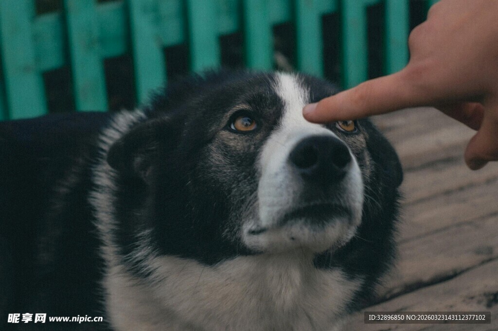 手指轻触狗脸瞬间