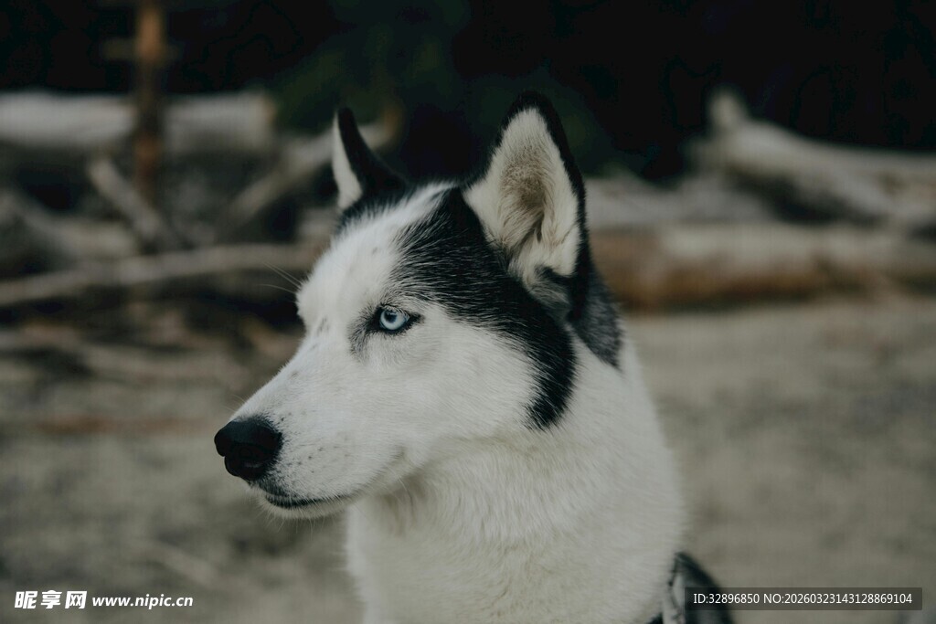 帅气哈士奇侧颜特写