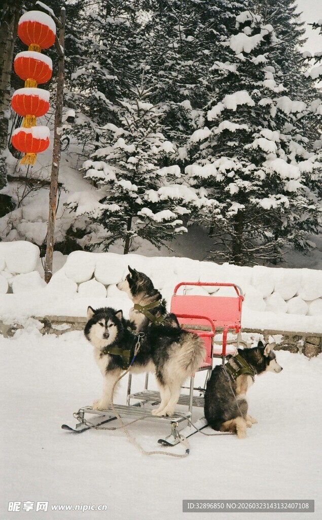 雪地中拉雪橇的可爱犬群