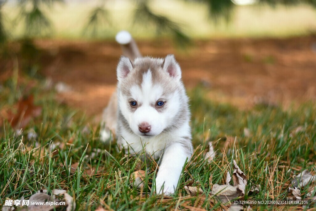 草地上的可爱小哈士奇