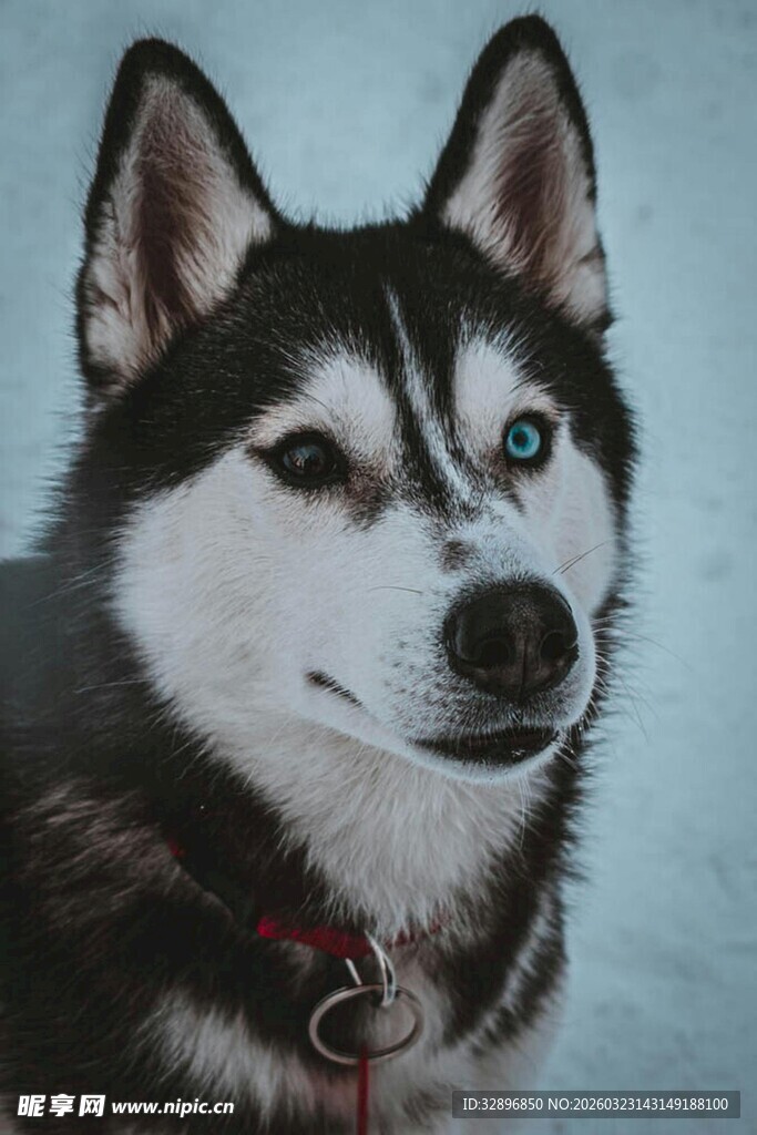 可爱哈士奇雪地萌态