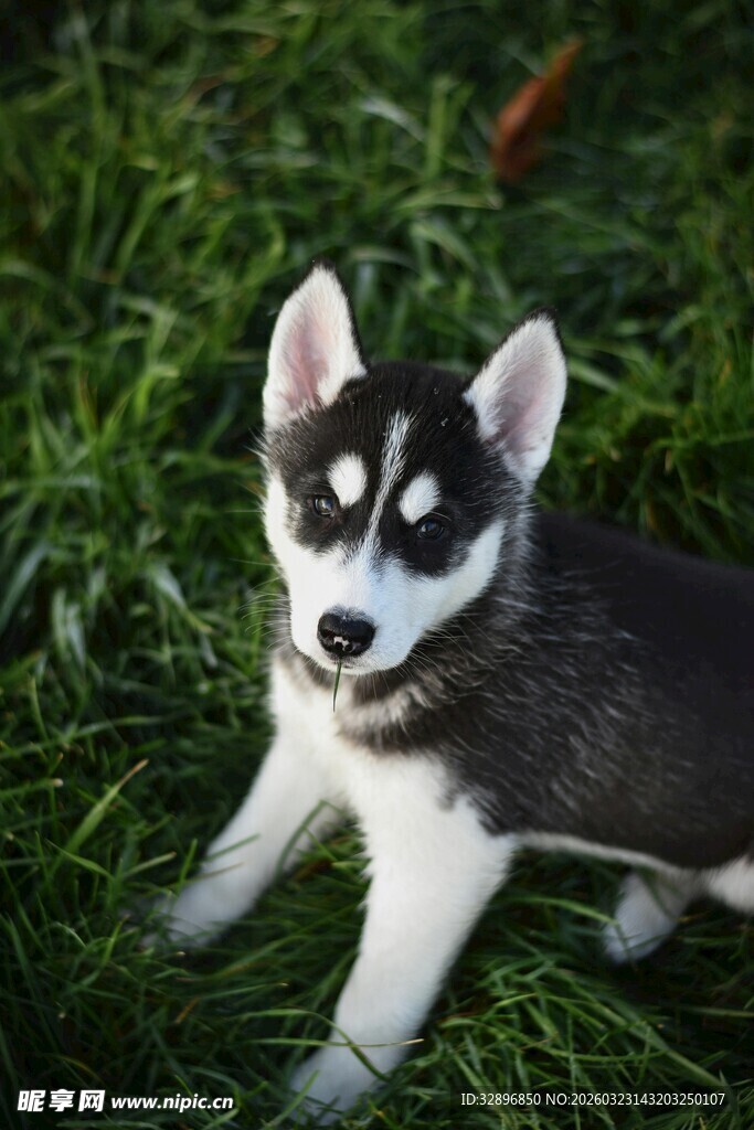 草地上的可爱哈士奇幼犬