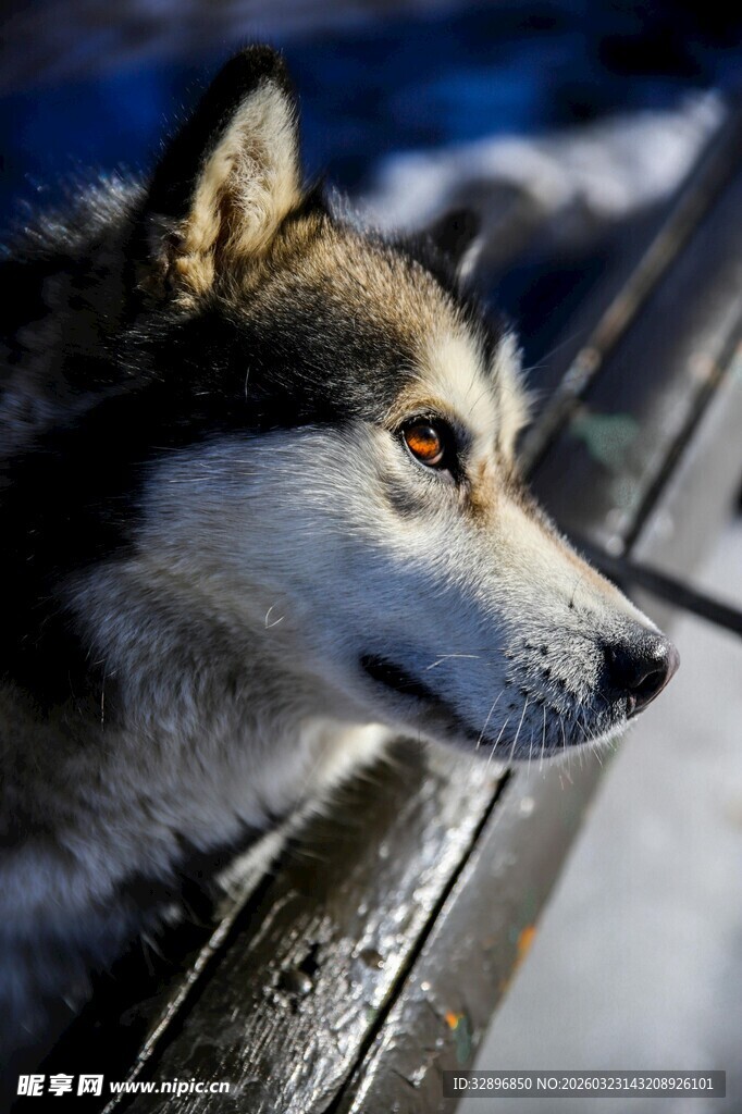 雪地中的哈士奇侧颜