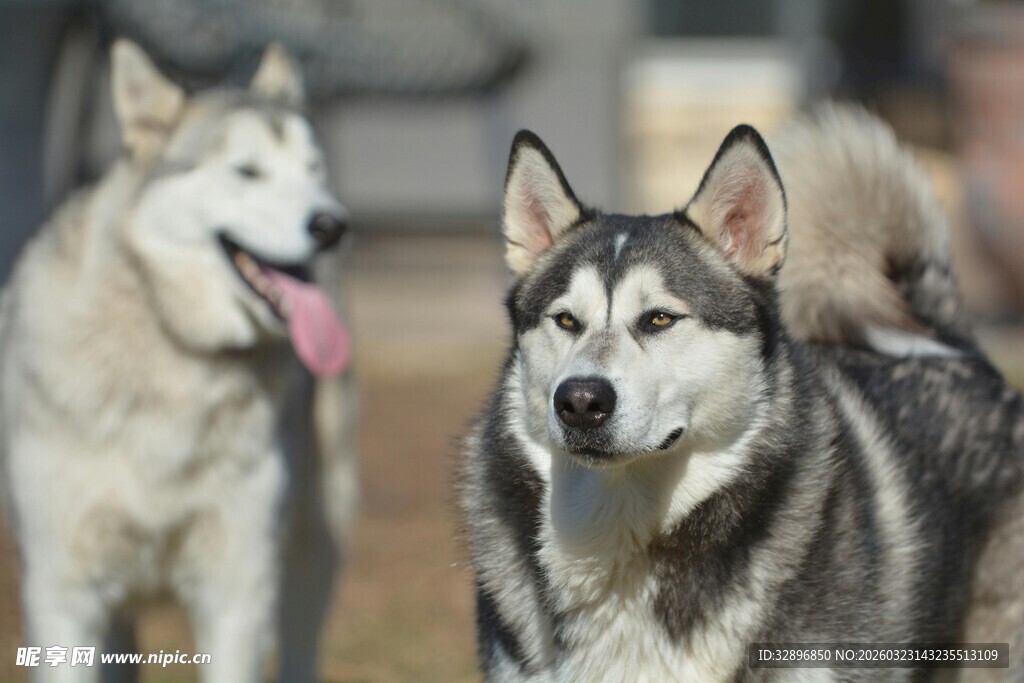 两只帅气的哈士奇