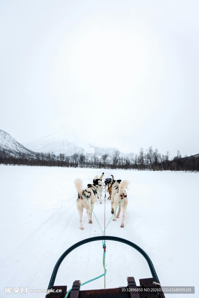 雪地狗拉雪橇行进画面