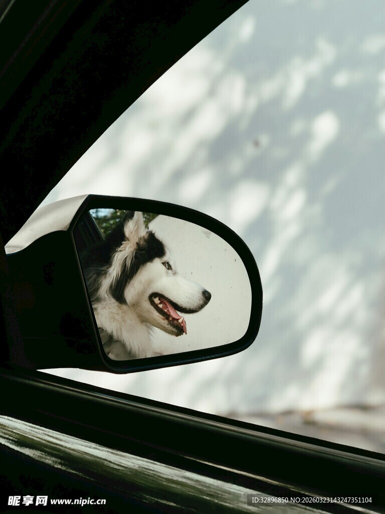车镜中探出头的狗狗