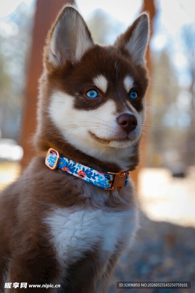 可爱哈士奇戴彩色项圈