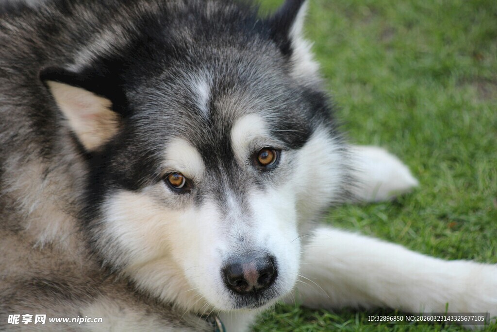 趴在草地上的帅气哈士奇