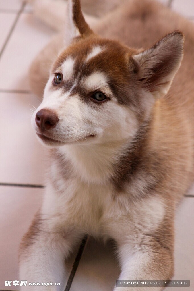 趴着的可爱哈士奇小狗