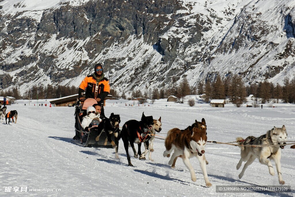 雪地狗拉雪橇场景