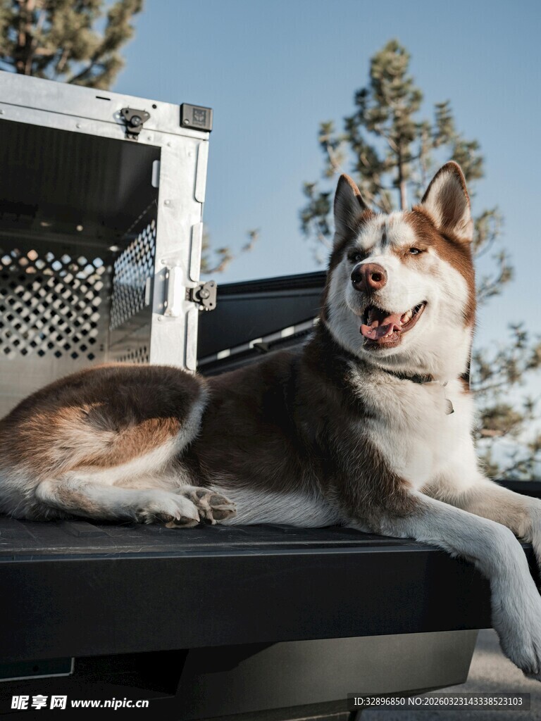 卡车上惬意的哈士奇