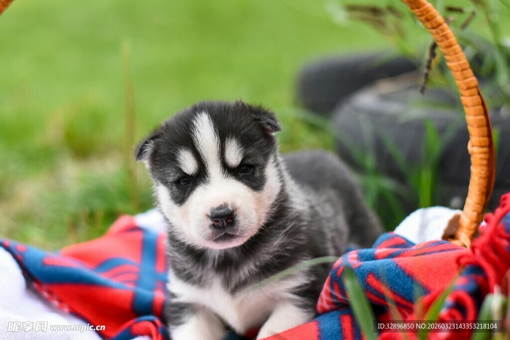 可爱小哈士奇躺格子布上