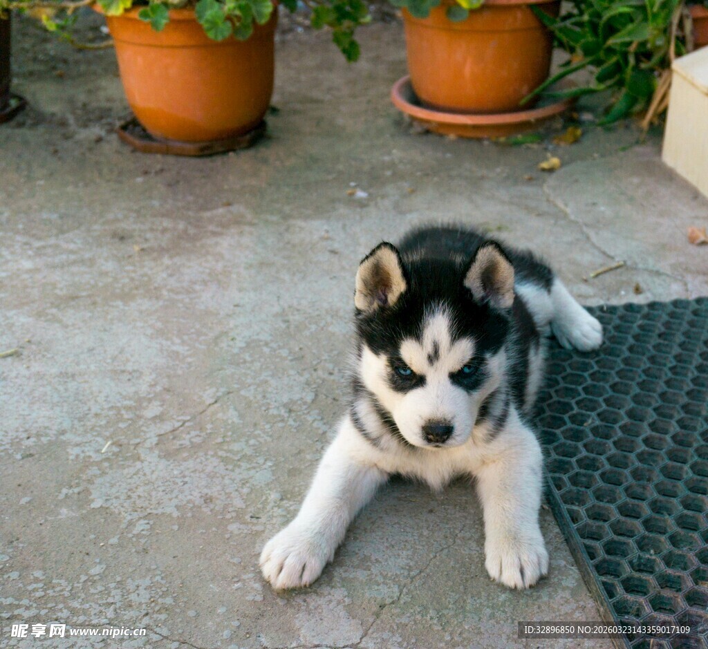 可爱小哈士奇趴地休憩