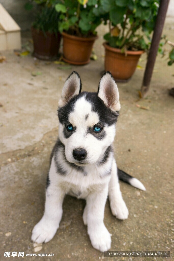 可爱小哈士奇乖巧蹲坐