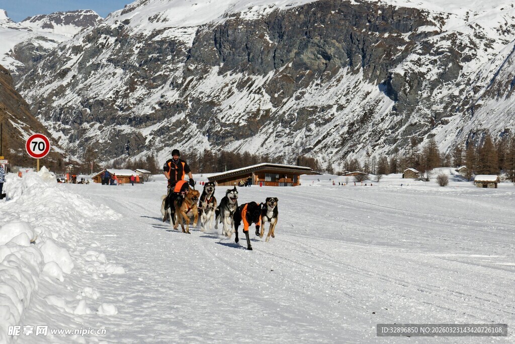 雪地中马拉雪橇的美丽景象