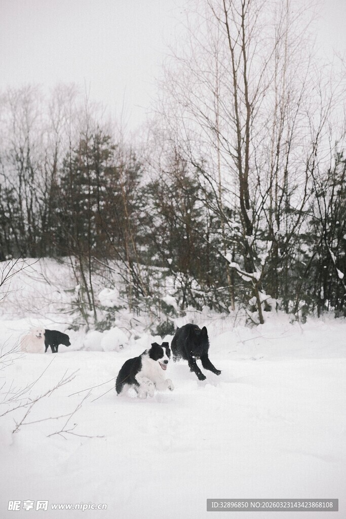 雪地中人们欢乐玩耍场景
