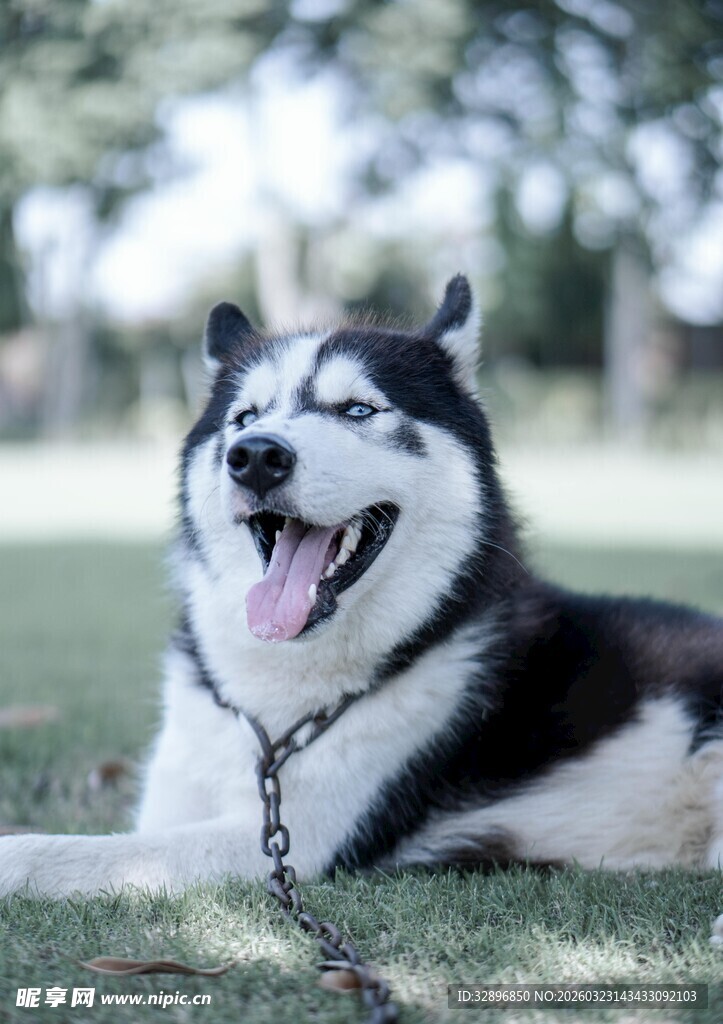 阳光下开心的哈士奇