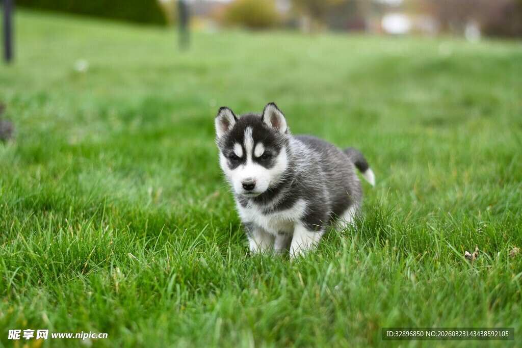草地上的可爱小哈士奇