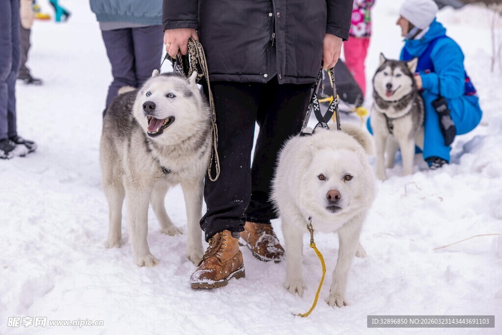 雪地中人与两只哈士奇