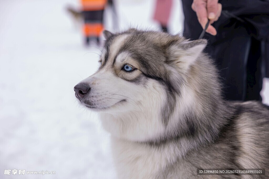 雪地中的帅气哈士奇