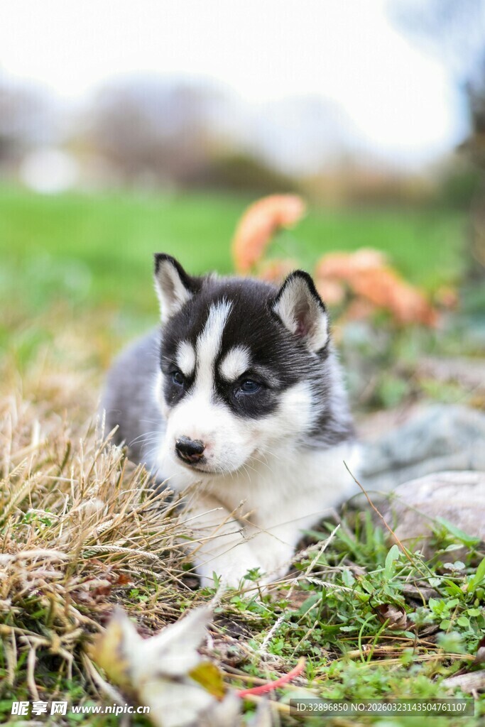草地上的可爱哈士奇