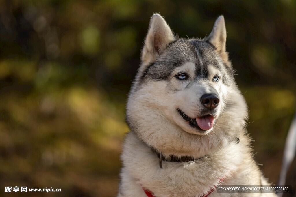 可爱哈士奇户外咧嘴笑