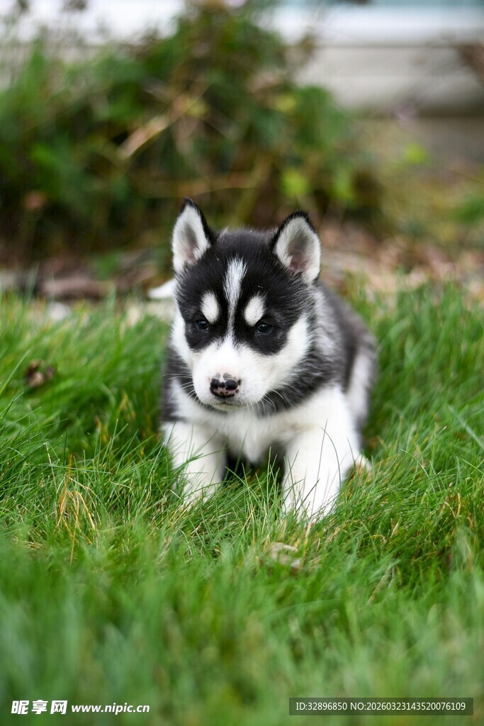 草地上的可爱小哈士奇