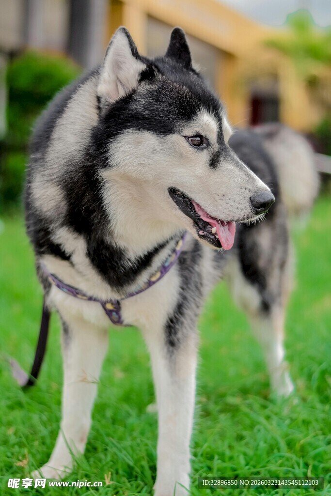 草地上的哈士奇