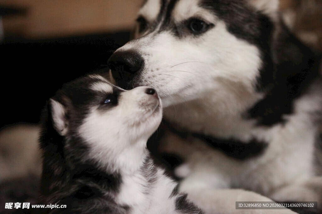 亲昵依偎的哈士奇母子