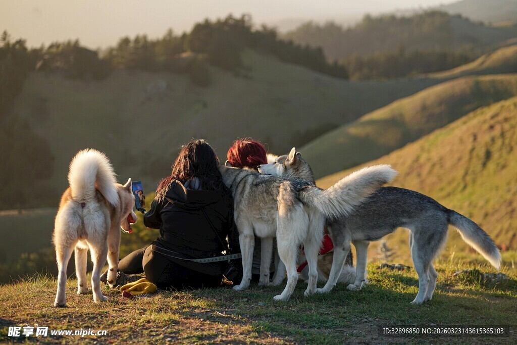 人与多只犬在山坡温馨相伴