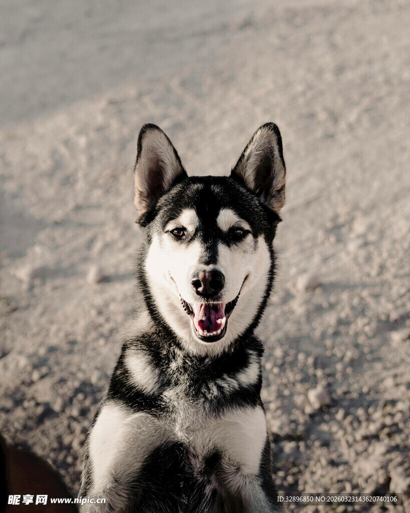 可爱哈士奇沙滩咧嘴笑