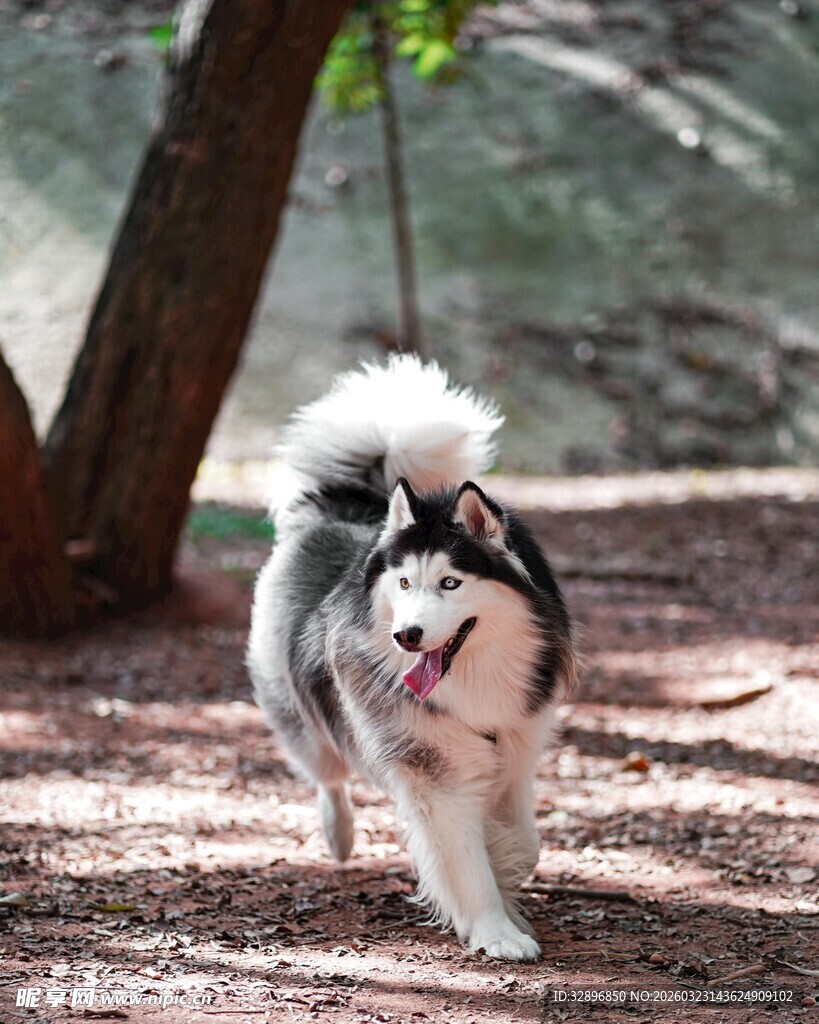 林间奔跑的喜乐小狗