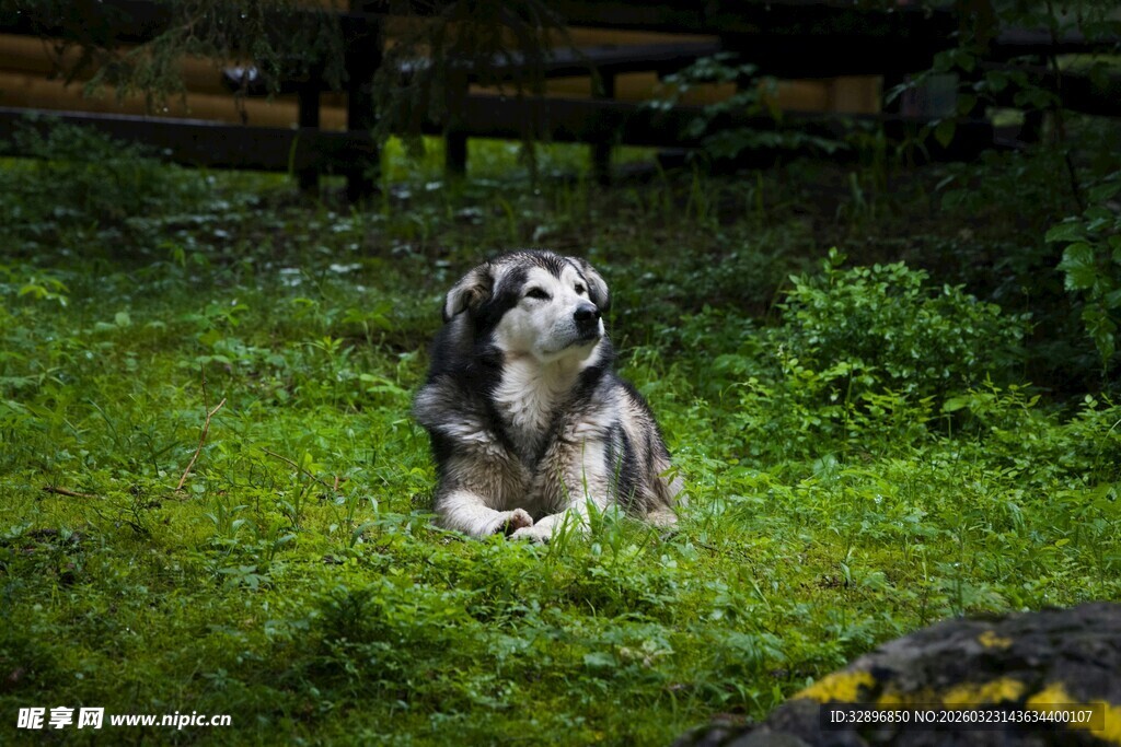 草地上可爱的小狗