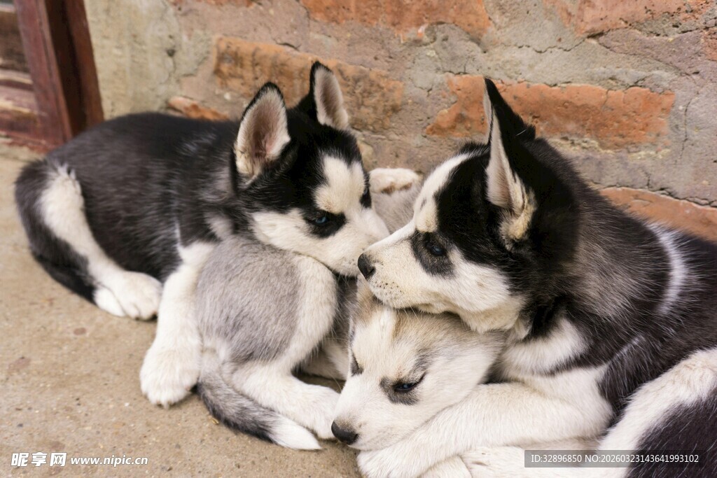 依偎的哈士奇幼犬