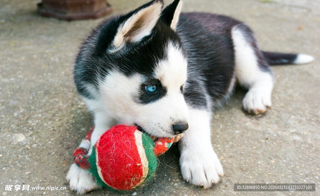 可爱哈士奇玩彩色球