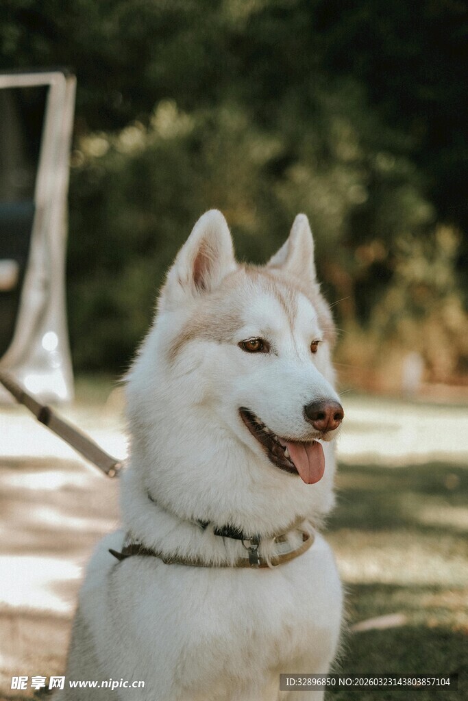 户外可爱哈士奇