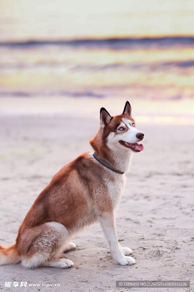 沙滩上的哈士奇