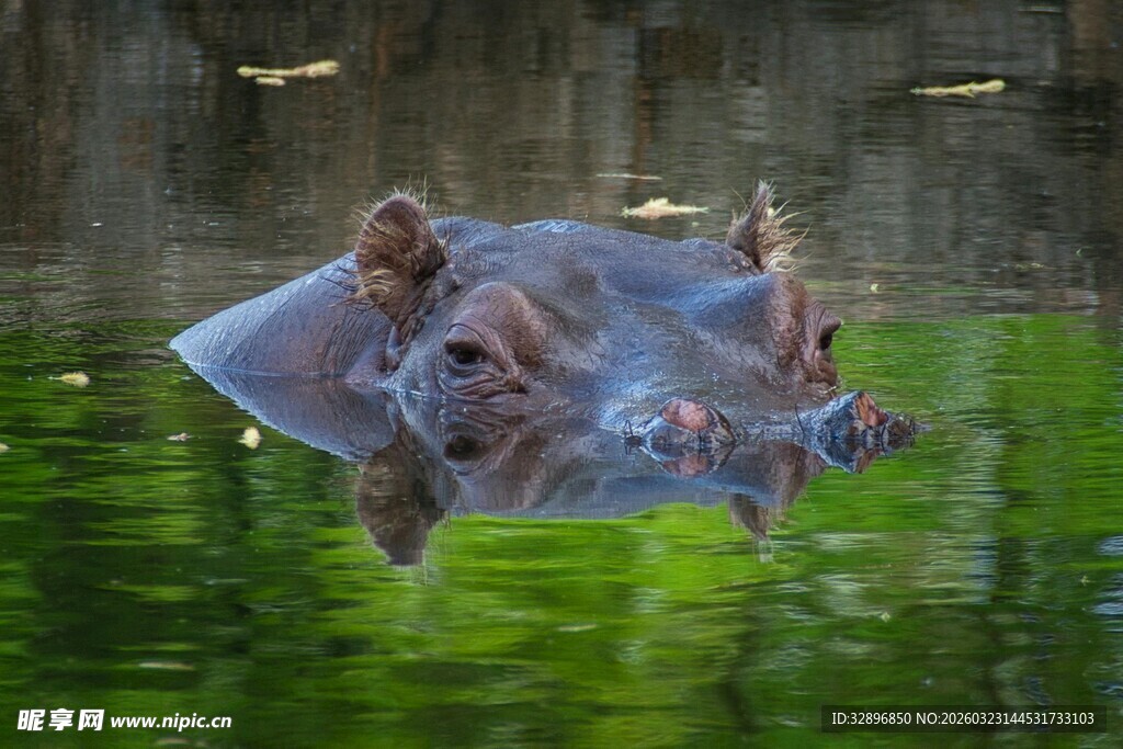 水中嬉戏的河马