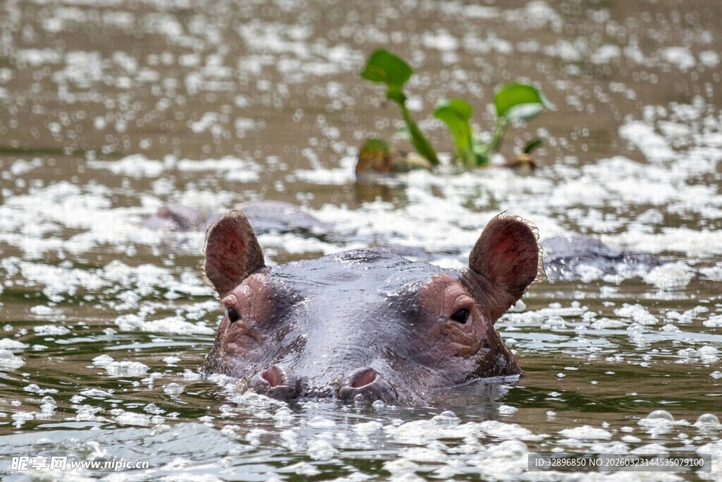 水中露头的可爱小动物