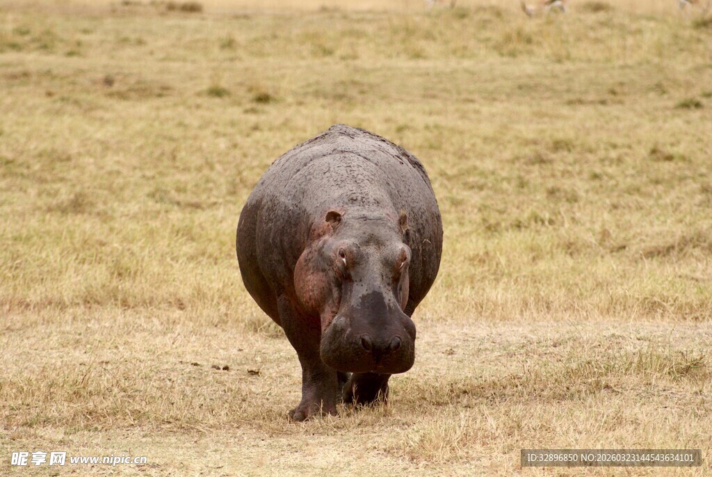草原上独行的河马