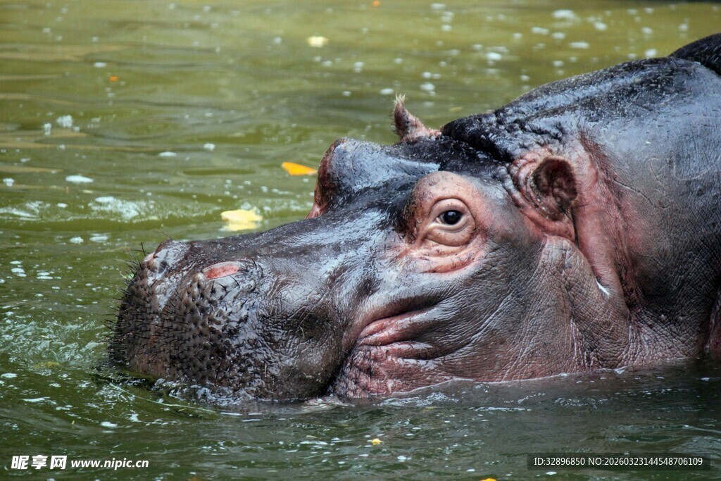 水中的河马头部特写