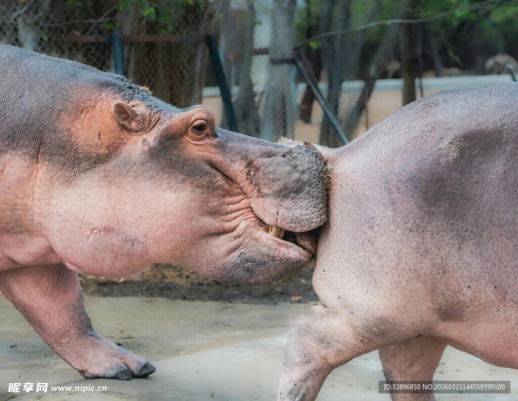 河马亲昵互动瞬间
