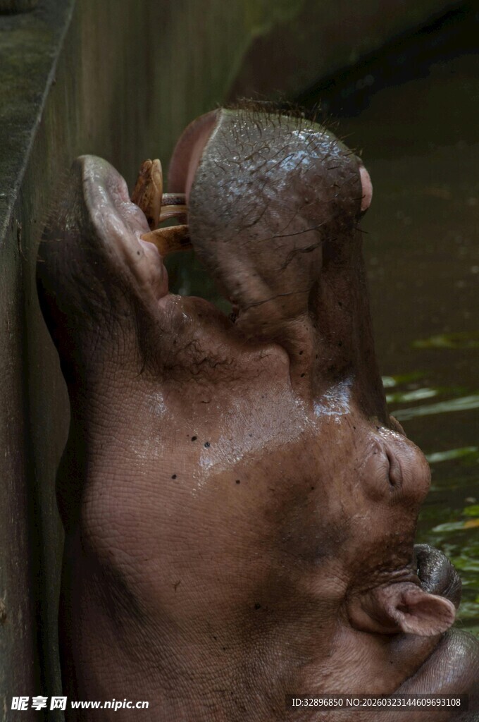 可爱河马张嘴靠墙休憩