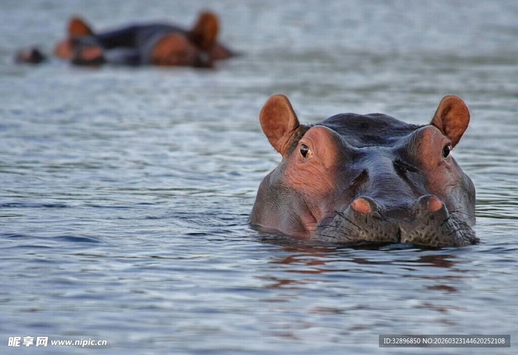 水中的河马