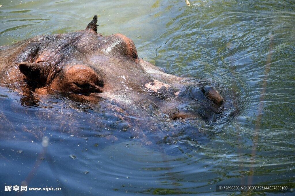 水中的河马头部特写
