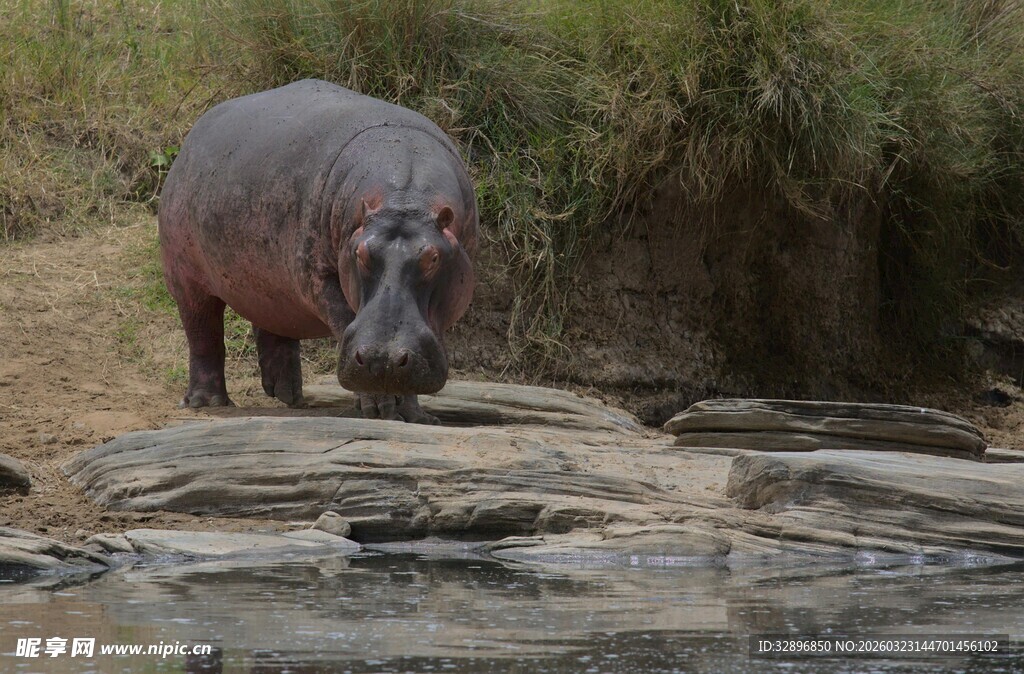 河边的河马
