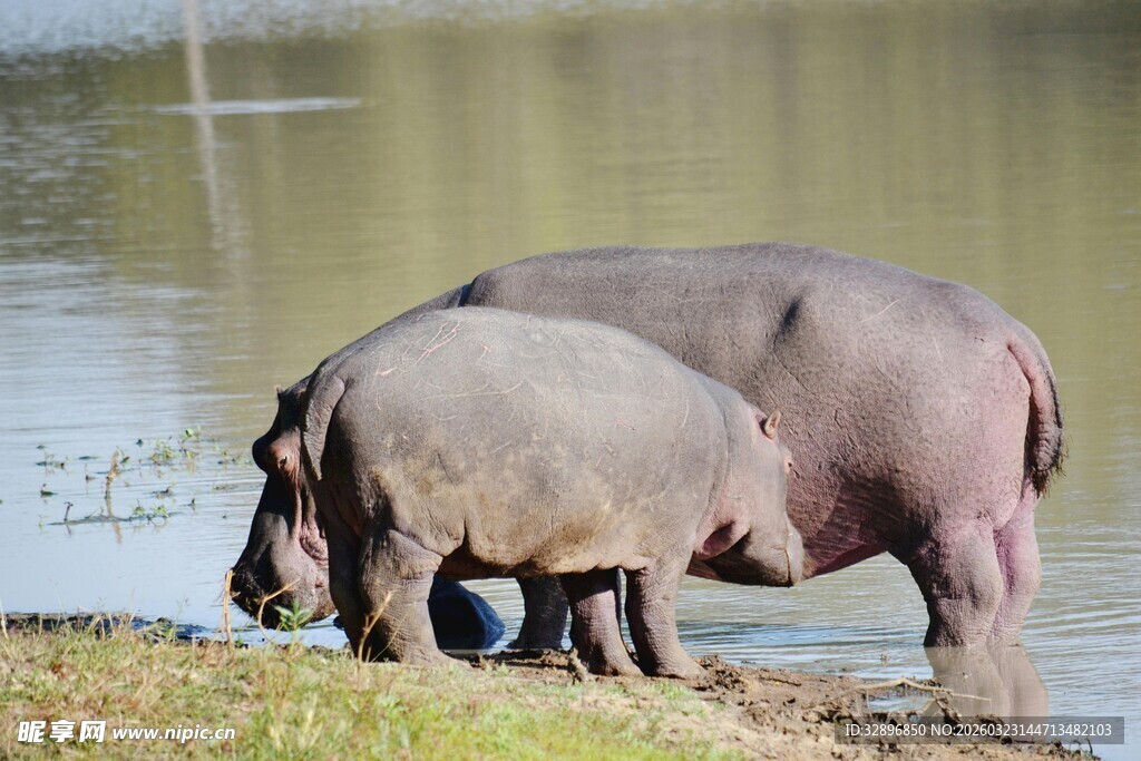 岸边河马母子亲昵互动
