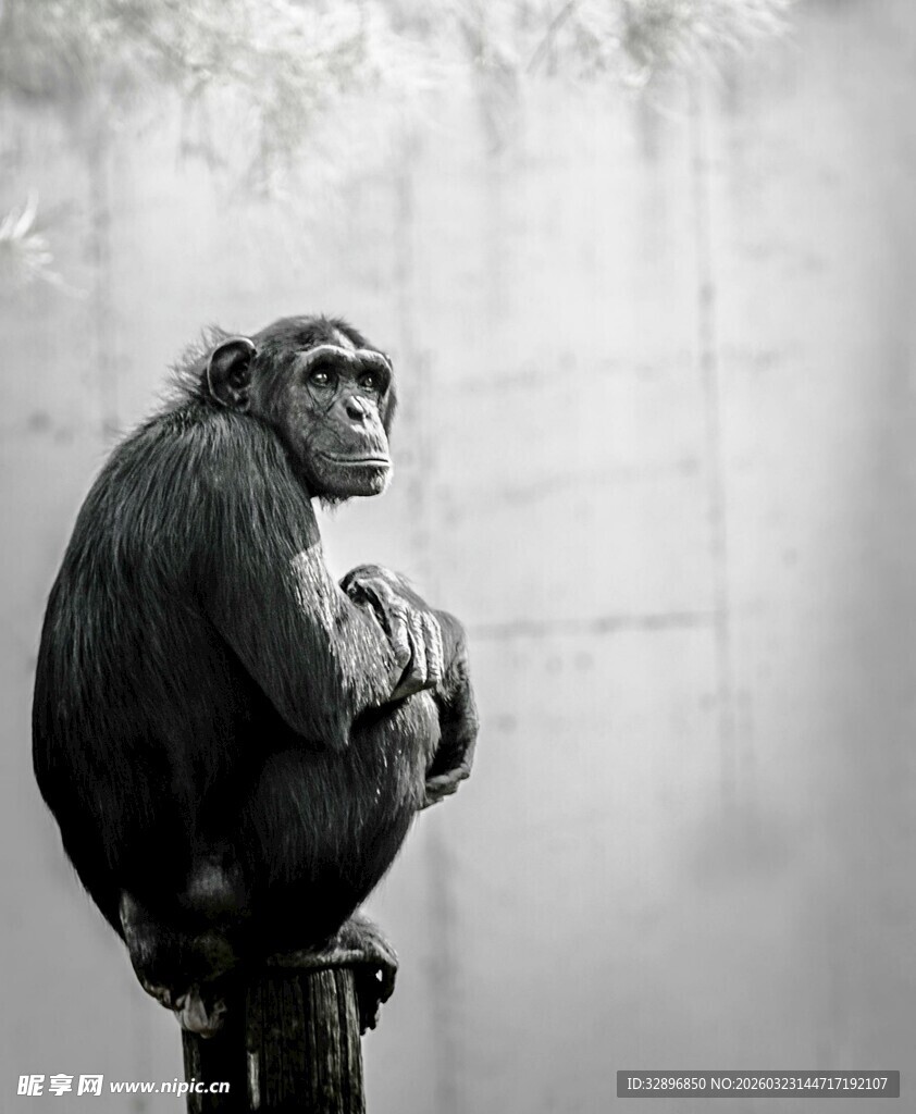 独坐沉思的黑猩猩