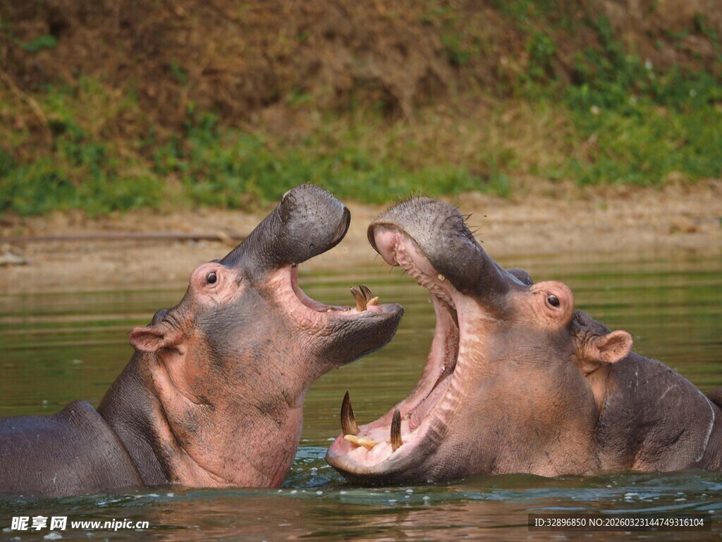 水中两河马张嘴互动